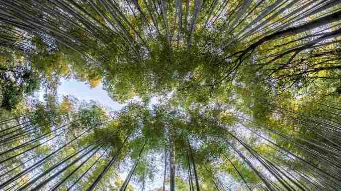 baeume himmel bamboo