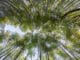 baeume himmel bamboo