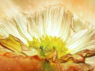 blume erleuchtung anemone (1)