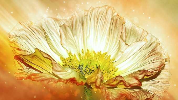 blume erleuchtung anemone (1)