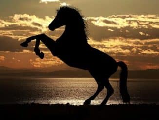 pferd horse