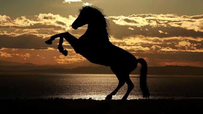 pferd horse