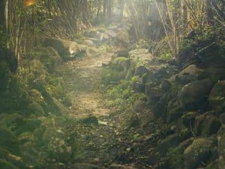 wald natur steine forest