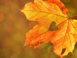 herbst blatt herz heart