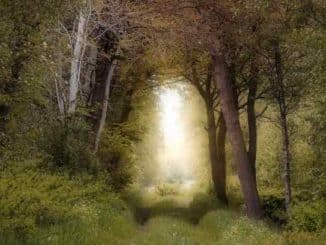 lichtung sonne forest