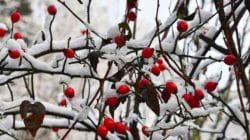 schnee hagebutten roseship
