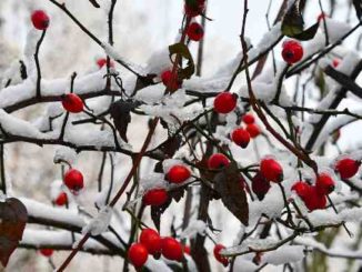 schnee hagebutten roseship