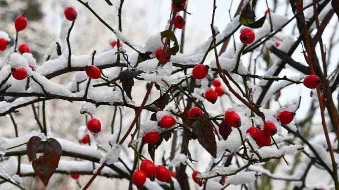 schnee hagebutten roseship