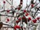 schnee hagebutten roseship