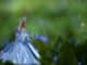 frau prinzessin natur fantasy