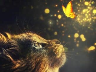 katze lichter manipulation