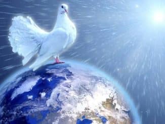 taube welt peace