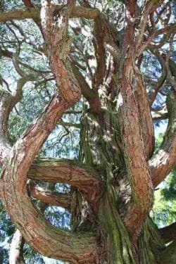 Weihrauch und Kräuter kaufen weihrauchbaum 