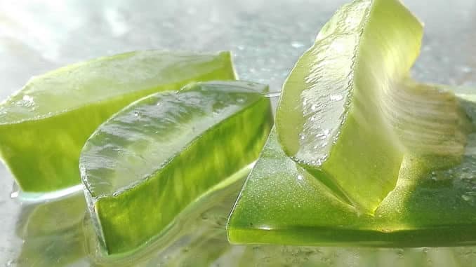 aloe vera scheiben