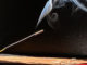 raeucherstaebchen holz schwarz