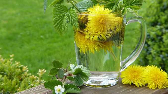 loewenzahn dandelion