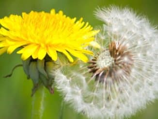 neues Ich dandelion