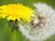 neues Ich dandelion