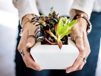 weitergeben geben succulents