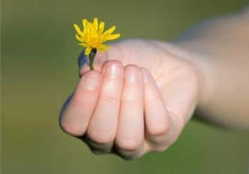 hand blume