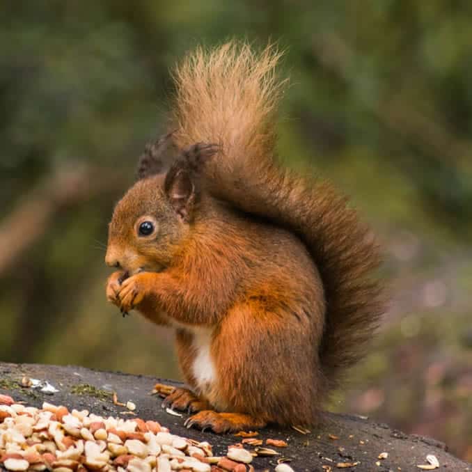 eichhoernchen