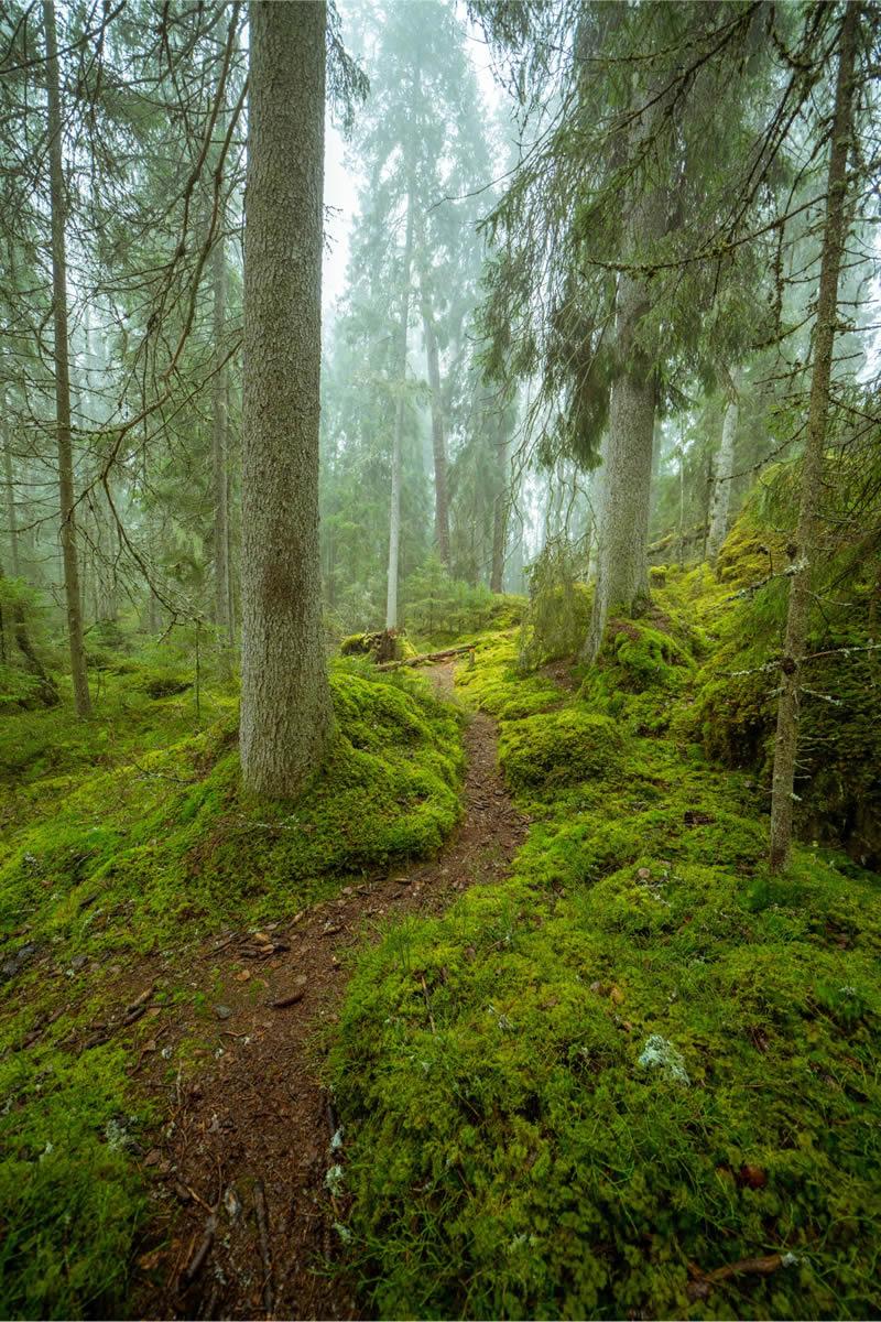 wald baeume weg