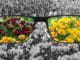 brille natur bewusstsein