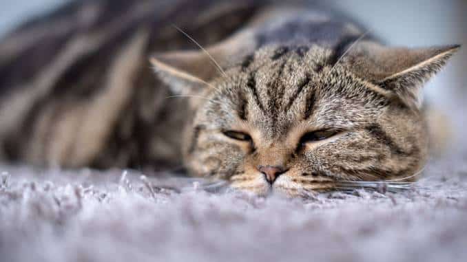 kranke katze