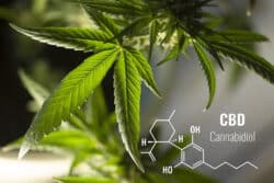 Von alten Schamanen lernen CBD Pflanze