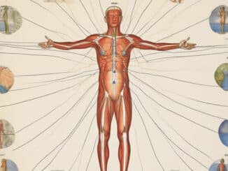 Symbolische Körperdarstellung mit roten Linien zum Thema Meridiane; keine anatomische Lehrtafel