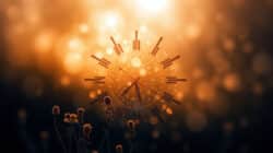 The Inner Clock of Life Chronobiologie des Menschen