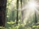Natur und Gesundheit: Sonnenstrahlen zwischen grünen Waldbäumen