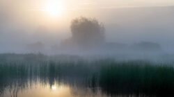 Stille Wirkung Morgenstimmung im Schilf