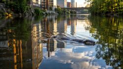 Fischotter im Bronx River im goldenen Stadtlicht