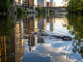 Flussotter im goldenen Stadtlicht